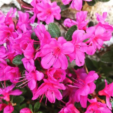 Rhododendron 'Cornell Pink'