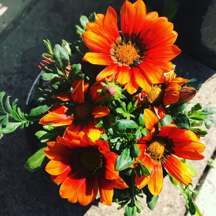 Plant image Gazania 'Orange Flame'