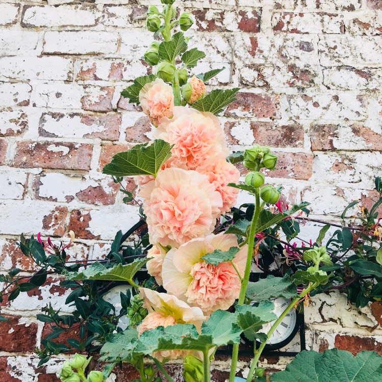 Plant image Alcea rosea 'Chater's Double Group Salmon Pink'