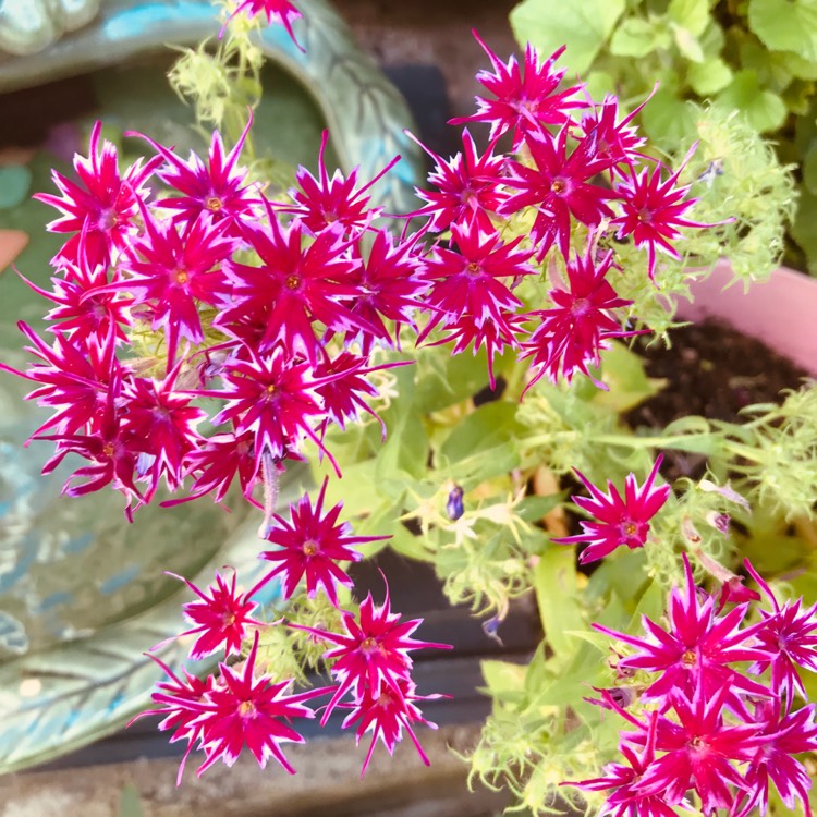 Plant image Phlox drummondii 'Popstars' (Mix)