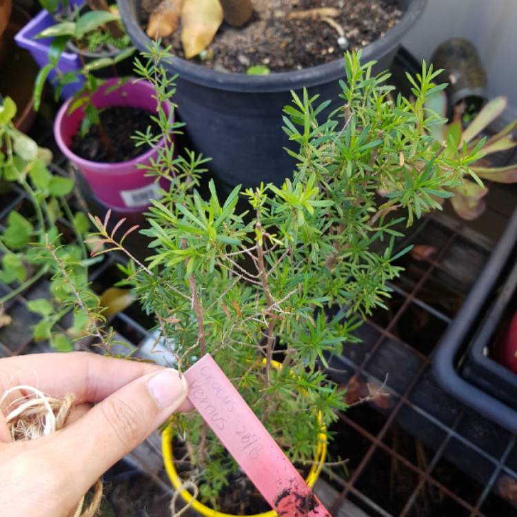 Plant image Kunzea ambigua