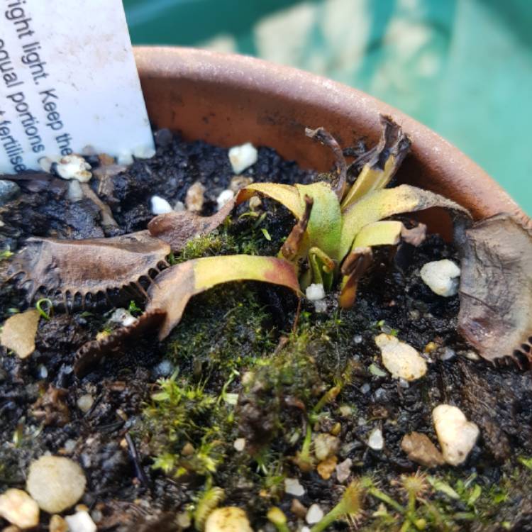 plant image 1082510 plant image 1082510