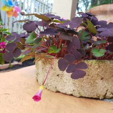 Oxalis purpurea nigrescens