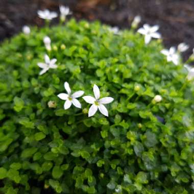 Lobelia pedunculata var. 'Alba' syn. Pratia Pedunculata 'Alba', Isotoma fluviatilis 'Alba'