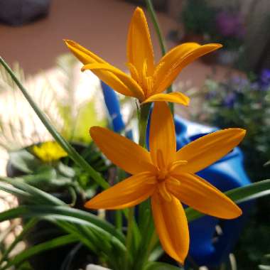 Spiloxene gracilipes spp speciosa alt Pauridia gracilipes