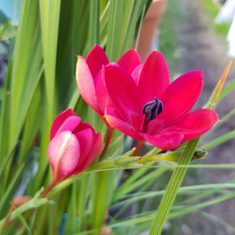 plant image 1142901