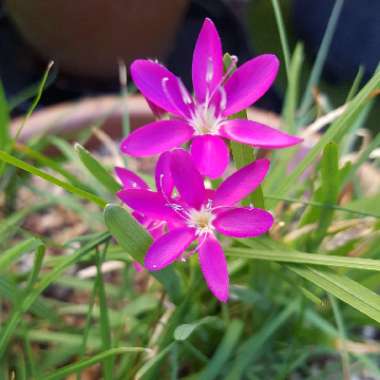 Hesperantha latifolia