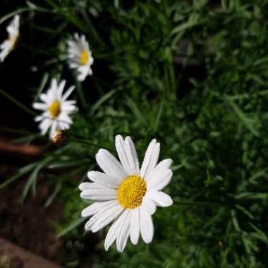 Leucanthemum