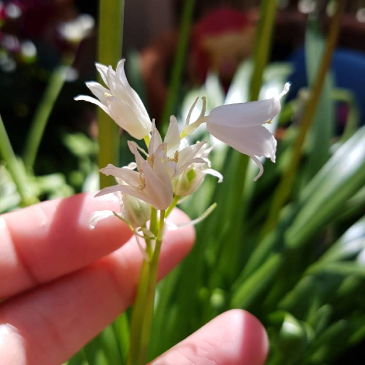 Plant image Hyacinthoides hispanica 'Alba'