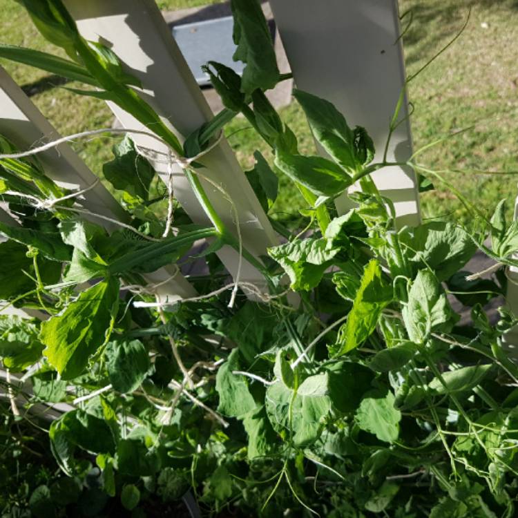 plant image 1165792