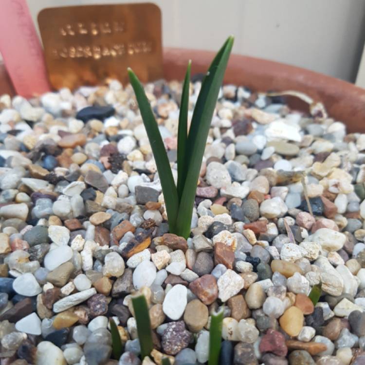 plant image 1171606