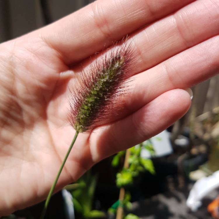 plant image 1175871