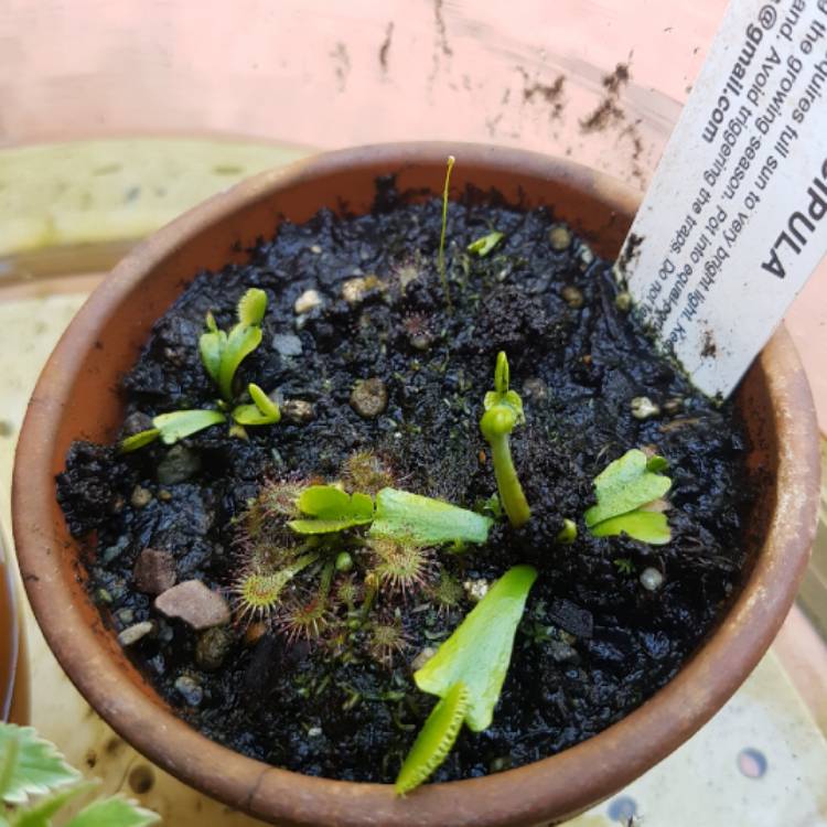 plant image 1178050 plant image 1178050