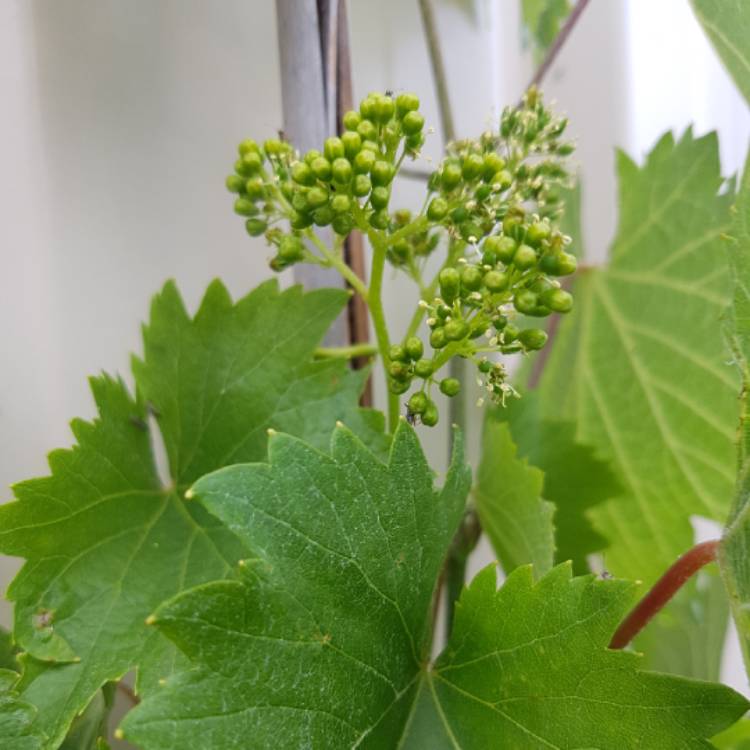 plant image 1186887