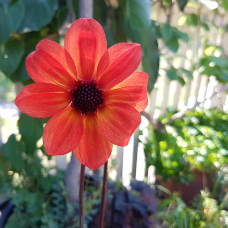 plant image 1197133