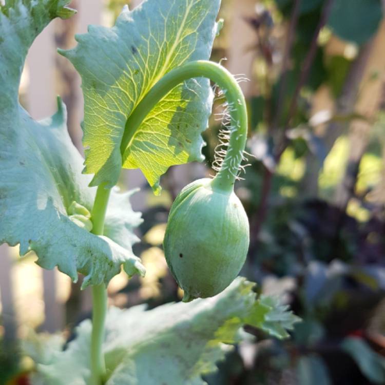 Plant image Papaver orientale 'Brilliant'