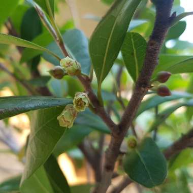 Pouteria australis syn. Planchonella australis