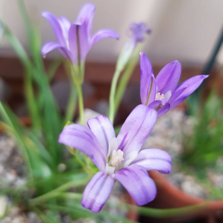 plant image 1200624