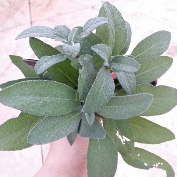 plant image 120220