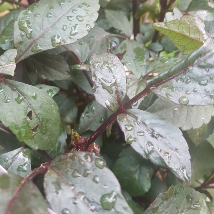 plant image 1209534