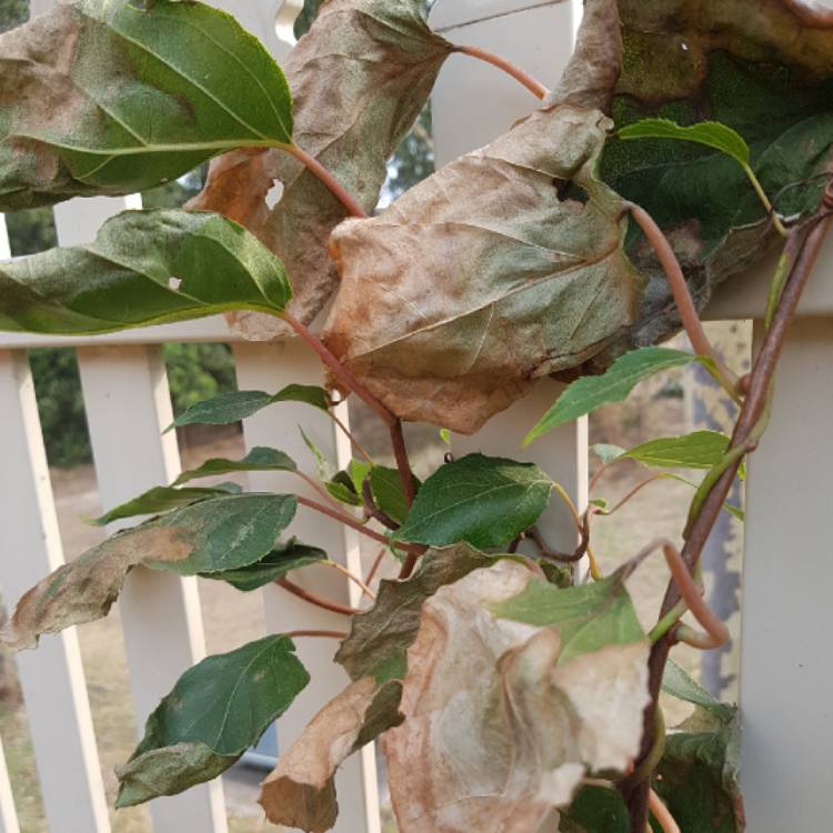 plant image 1215295