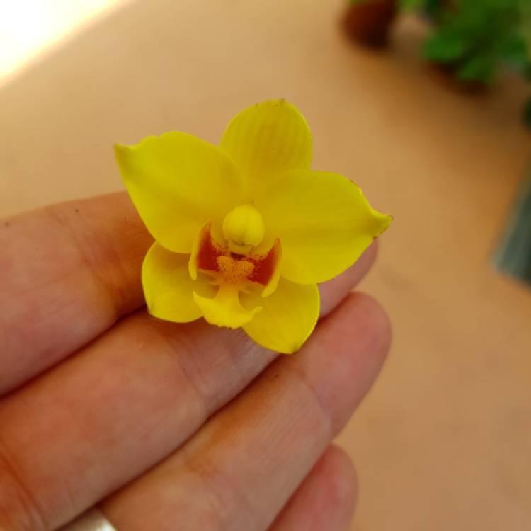 Plant image Spathoglottis Orchid 'Lemon Kiss'
