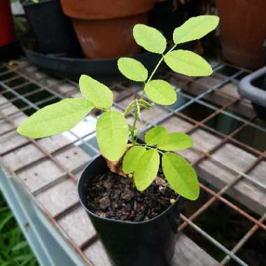 Indigofera tinctoria