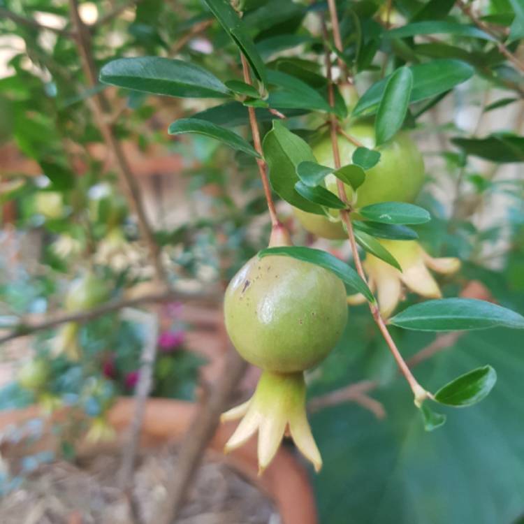 plant image 1225533