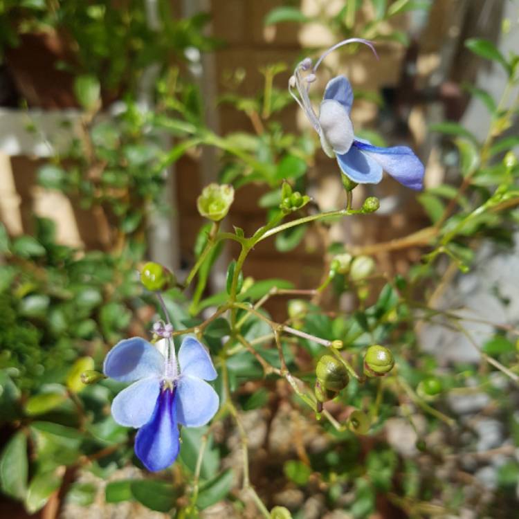 Plant image Clerodendrum Ugandense
