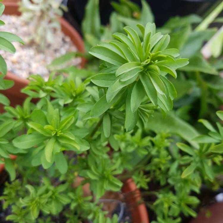 plant image 1249220 plant image 1249220