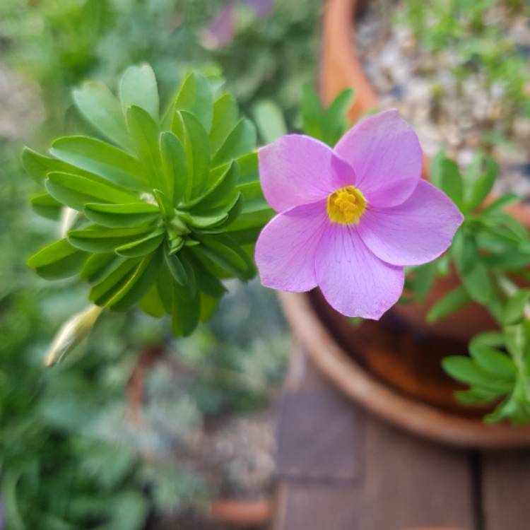 plant image 1249763 plant image 1249763