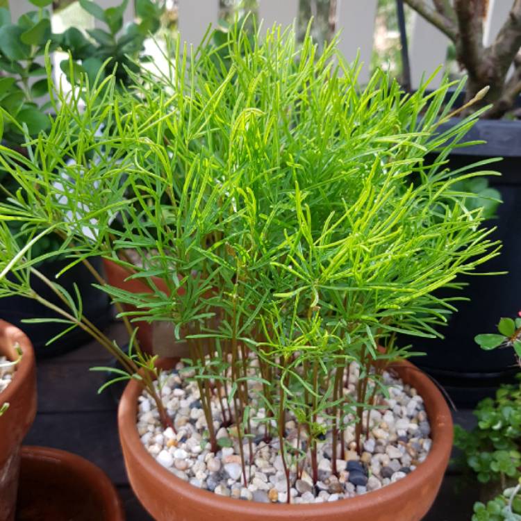 plant image 1255152