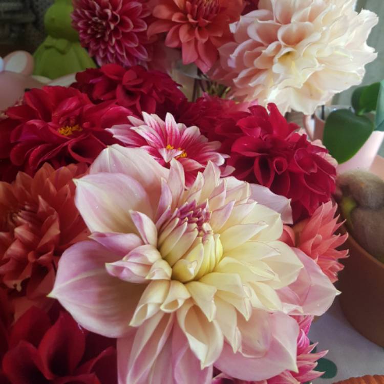 Plant image Dahlia 'Kotara'