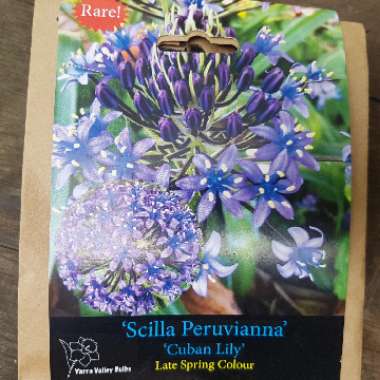 Scilla peruviana
