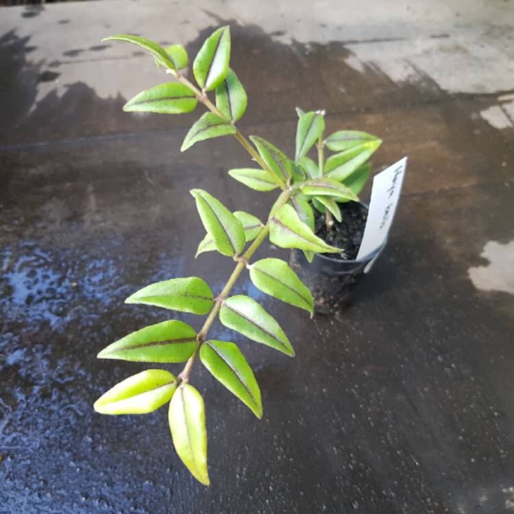 plant image 1284036