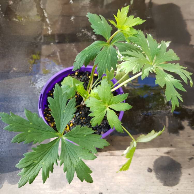 plant image 1284075