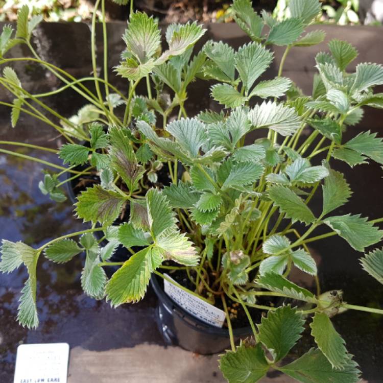 plant image 1284090