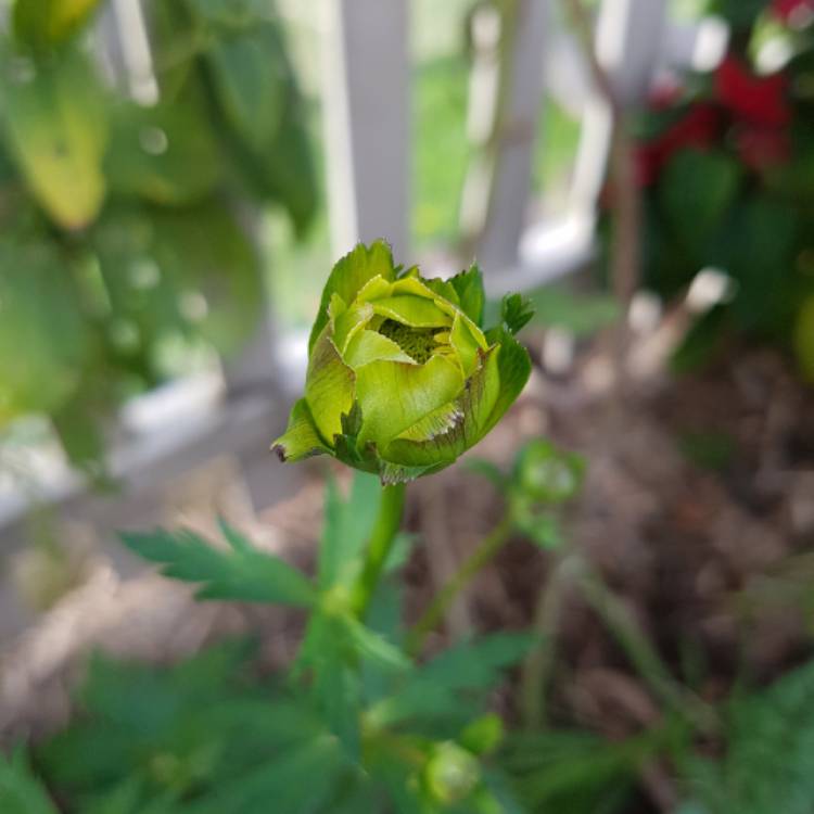 plant image 1341771