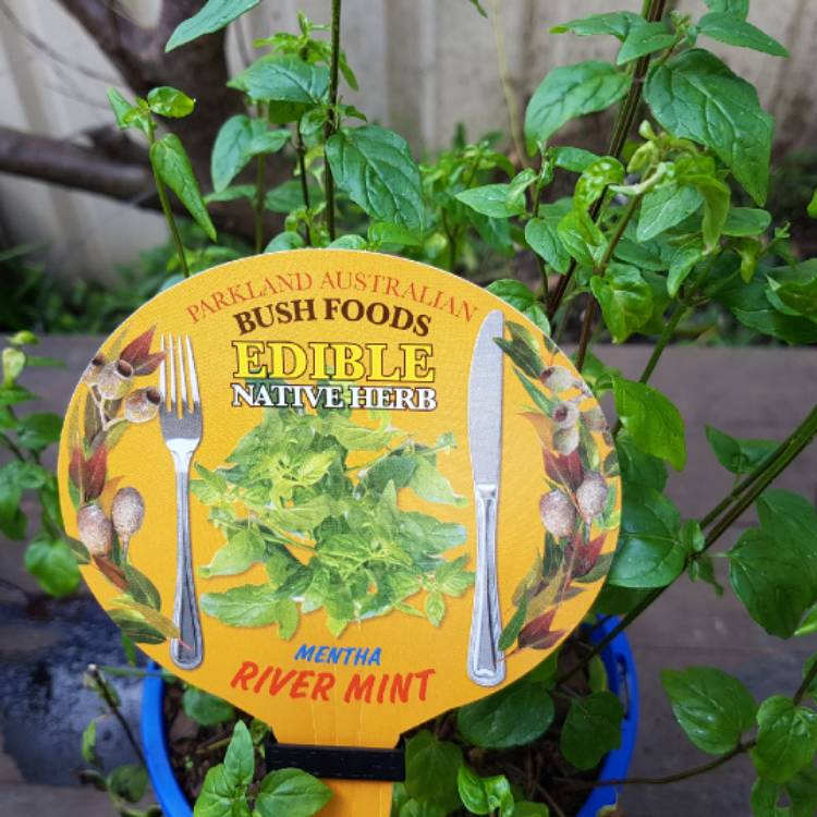Plant image Mentha australis