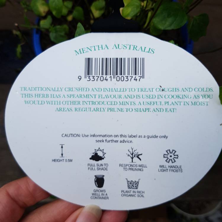 Plant image Mentha australis