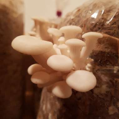 Pleurotus Ostreatus
