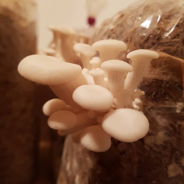 Plant image Pleurotus Ostreatus