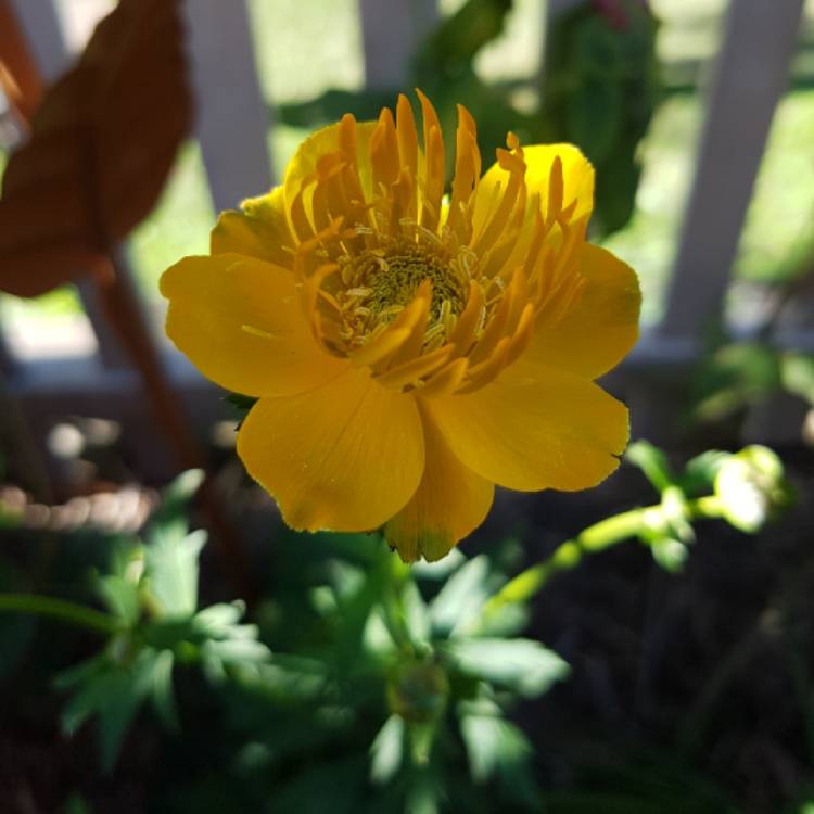Plant image Trollius chinensis 'Golden Queen'