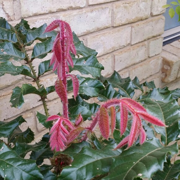 plant image 134789 plant image 134789