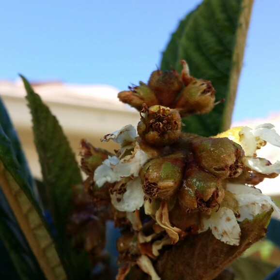 plant image 134813