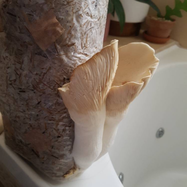 Plant image Pleurotus eryngii