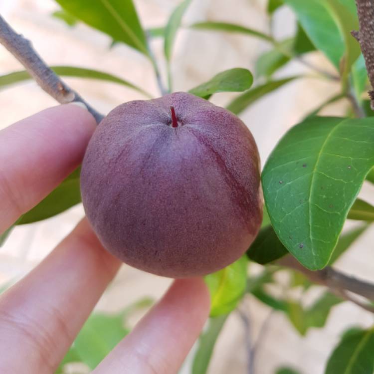 plant image 1367707