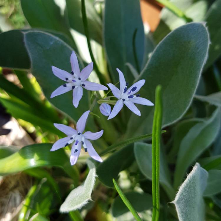 plant image 1367721