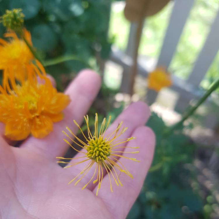 plant image 1371824