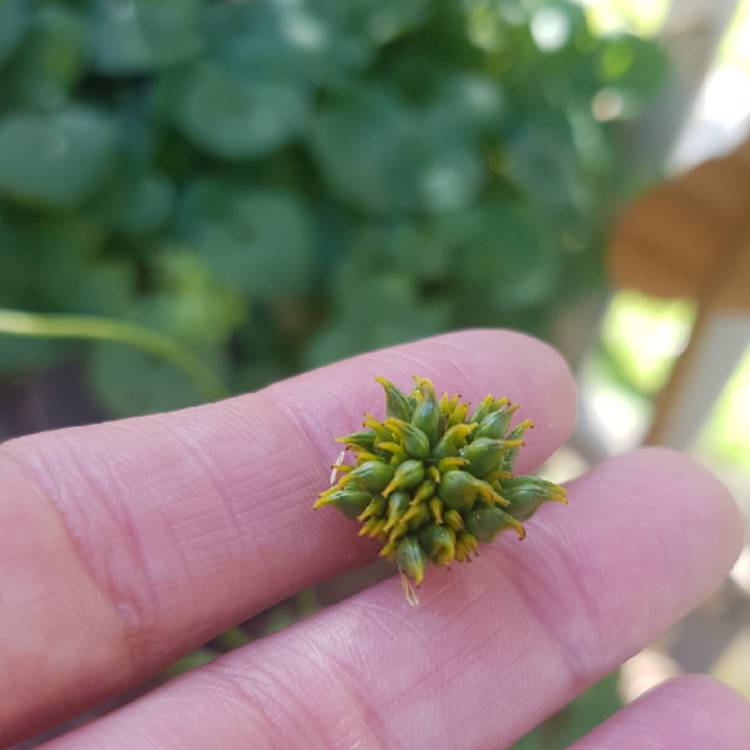 plant image 1371826